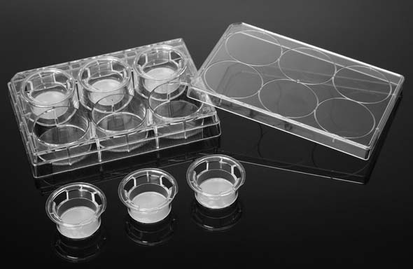 セルカルチャーインサート　24ウェル　PCメンブレン　0.4um　接着細胞用