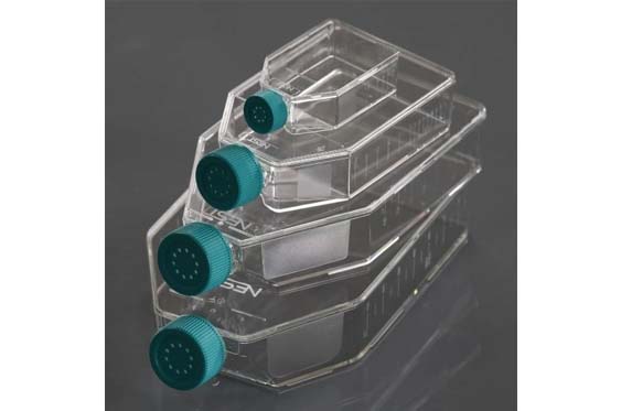 BM - 25cm2 Cell Culture Flask, Vent Cap, TC, Sterile: ティッシュ
