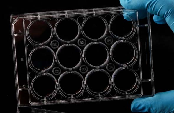 12孔细胞板黏附细胞用个装灭菌平底