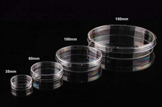150 mm Cell Culture Dish, TC, 滅菌