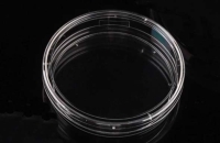 細胞培養ディッシュ　100mm　接着細胞用　滅菌　20枚/パック