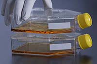 BM - 細胞培養フラスコ 150cm2 フィルターキャップ リクローザブル